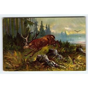 Signed Muller Artist Card Leaping Deer Forest Scene 1909 Postcard